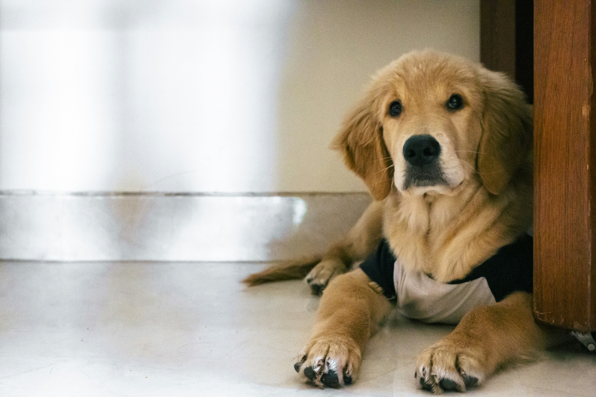 Should You Allow Pets in a Rental Property in Modesto, California?