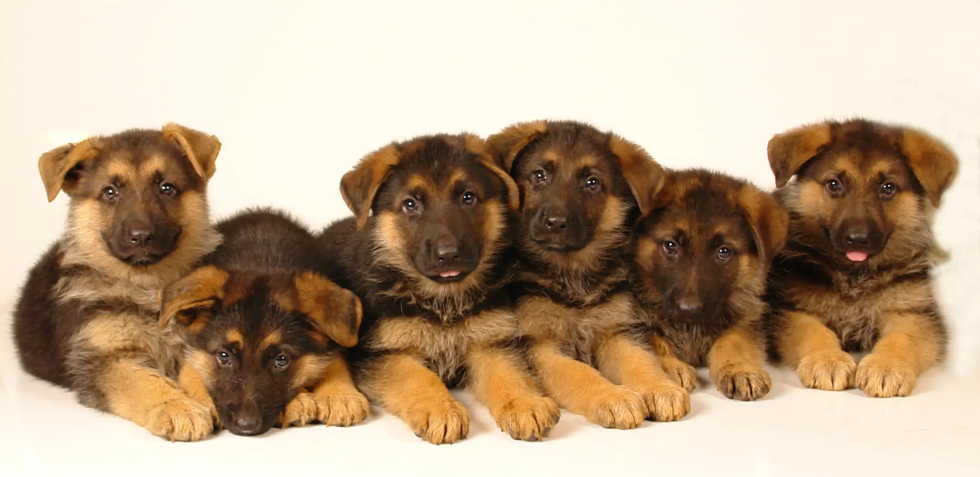 How Modesto Landlords Can Boost ROI with Smart Pet Policies